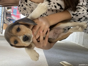 Beagle rasa pura 3 fetițe și 3 băieți  - imagine 5