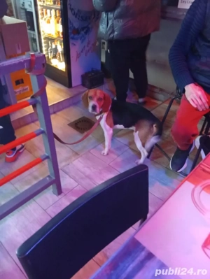 cățel Tekle pentru adopție  - imagine 2