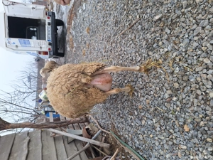 Vand 2 oi lacaune si un berbecut - imagine 3