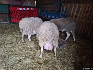 Vand 2 oi lacaune si un berbecut