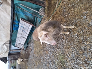 Vand 2 oi lacaune si un berbecut - imagine 4