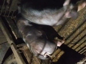 Grăsuni de vânzare - imagine 2