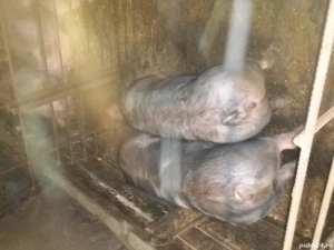 Grăsuni de vânzare - imagine 4