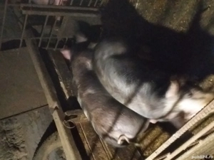 Grăsuni de vânzare - imagine 3