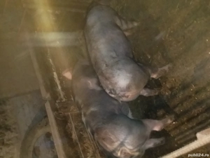 Grăsuni de vânzare - imagine 5