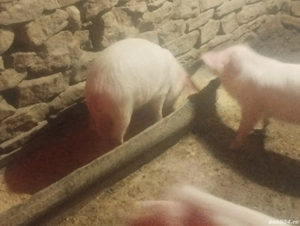 purcei landras de carne  - imagine 4