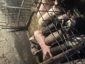 Vând purcei - imagine 2