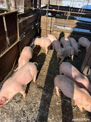 De vânzare  - imagine 2