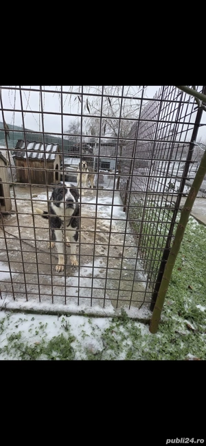 Femela ciobanesc de asia centrala - imagine 2