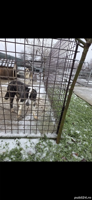 Femela ciobanesc de asia centrala