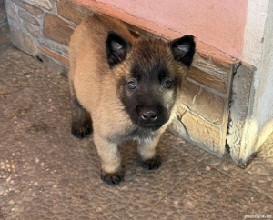 Pui ciobanesc belgian Malinois