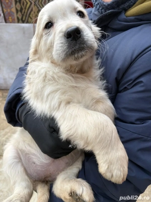 Vând Golden Retriever  - imagine 2