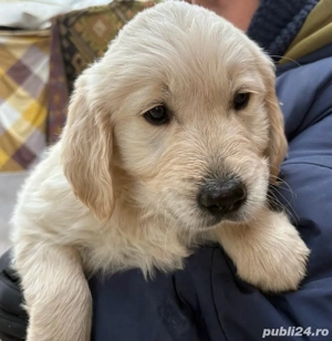 Vând Golden Retriever 