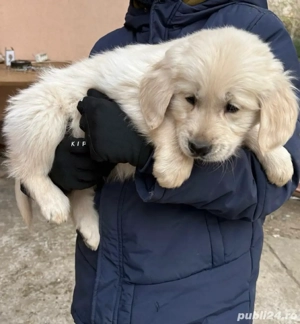 Vând Golden Retriever  - imagine 3
