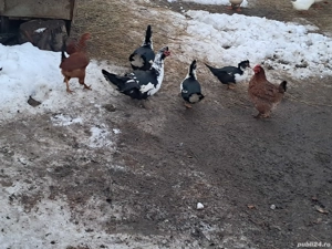 vând rațe mute și măcănitoare  - imagine 3