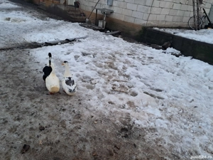 vând rațe mute și măcănitoare  - imagine 2