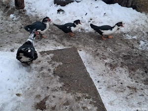 vând rațe mute și măcănitoare  - imagine 4