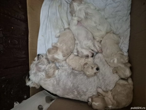 Bichon Maltez  disponibili curând 