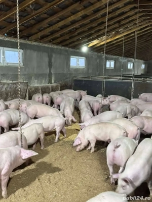 purcei soldani  - imagine 3