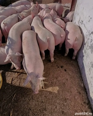 purcei soldani  - imagine 2