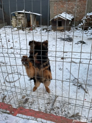 de vinzare pui de ciobanesc German (Alsacian)5 luni - imagine 4