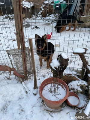 de vinzare pui de ciobanesc German (Alsacian)5 luni - imagine 5