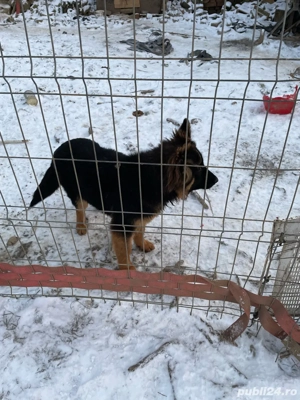 de vinzare pui de ciobanesc German (Alsacian)5 luni