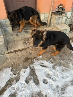 de vinzare pui de ciobanesc German (Alsacian)5 luni - imagine 3