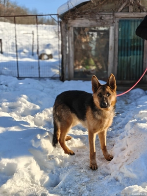 Mascul Ciobanesc german! - imagine 5