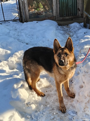 Mascul Ciobanesc german! - imagine 3