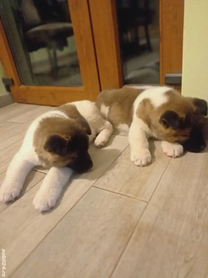 Pui akita american  - imagine 4