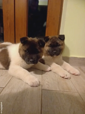 Pui akita american  - imagine 2