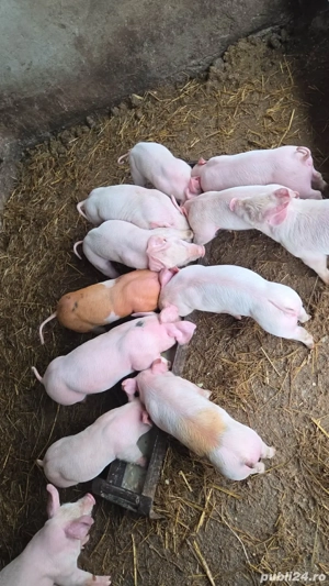 purcei 6 saptamani - imagine 3