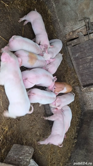 purcei 6 saptamani - imagine 2