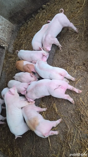 purcei 6 saptamani - imagine 4