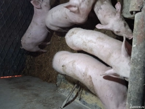 Purcei de vanzare 40-50 kg