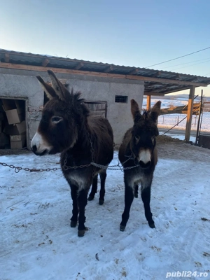 vand doua magarite tinere  - imagine 3