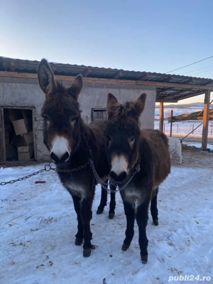 vand doua magarite tinere 