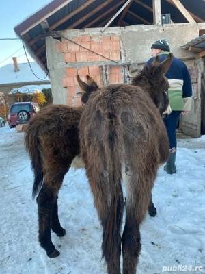 vand doua magarite tinere  - imagine 2