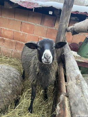 Vând Berbecut sau schimb pe mială - imagine 4