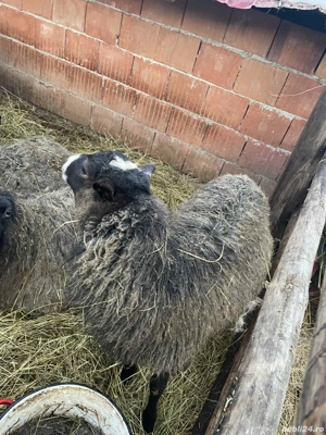 Vând Berbecut sau schimb pe mială - imagine 2