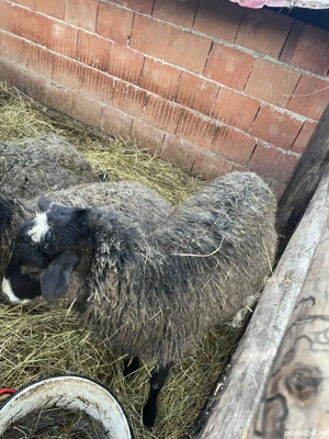 Vând Berbecut sau schimb pe mială - imagine 5