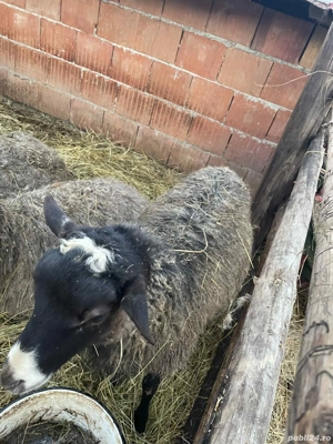 Vând Berbecut sau schimb pe mială - imagine 3