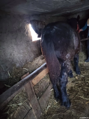 vand manz de 7 luni - imagine 4