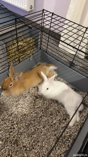 Iepuri Pitici - imagine 2