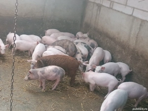 Purcei de vânzare  - imagine 2