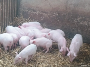 Purcei de vânzare  - imagine 3