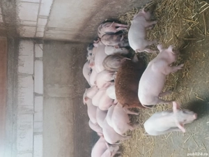 Purcei de vânzare  - imagine 4