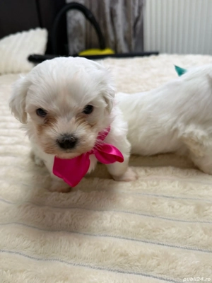 Bichon maltez - imagine 2