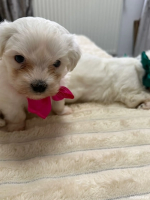 Bichon maltez - imagine 3